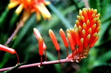 热带植物花朵摄影图片