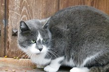 灰色宠物猫高清图
