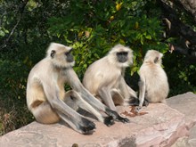 印度猴子高清图片