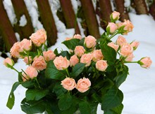 粉色玫瑰花束浪漫图片素材