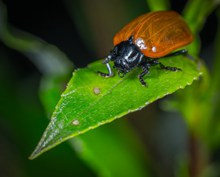 高清甲虫摄影图片素材
