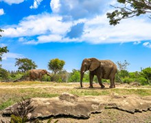 非洲野生大象摄影素材图片大全