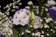 38妇女节鲜花素材图片下载