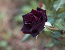 黑玫瑰摄影高清图