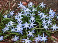 蓝色鲜花花朵高清图