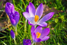 春天淡紫色藏红花图片素材