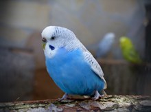 漂亮蓝色鸟图片下载