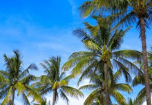 热带海滩棕榈树精美图片