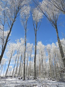 冬天树林雪景高清图
