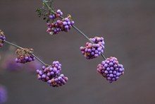 紫色干瘪葡萄串图片大全