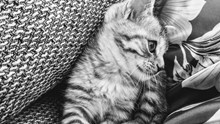 可爱小猫黑白摄影高清图片