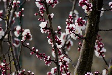 春天樱花花朵素材图片