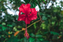 红色木槿花摄影精美图片