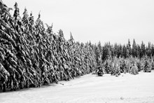 冬天雪景黑白摄影图图片下载