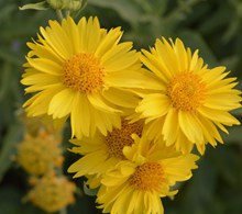 黄色菊花高清摄影图片素材