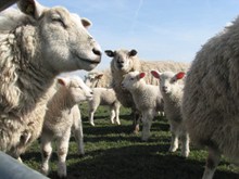 农场羊群高清图