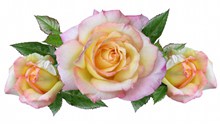 粉色玫瑰花朵唯美高清图片