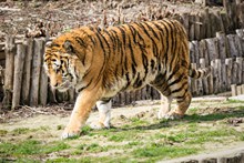 动物园大老虎精美图片