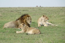 肯尼亚草原狮子精美图片