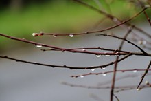 春天树枝水滴素材精美图片