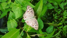 白色斑点蝴蝶精美图片