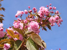 春天粉色樱花摄影高清图