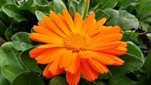 橙色花朵花瓣摄影图片下载