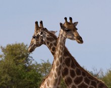 动物园长颈鹿高清图片