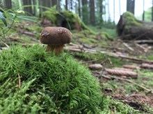 森林草地蘑菇图片下载