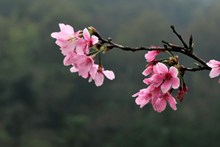 樱花枝樱花壁纸精美图片