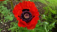 红色罂粟花花朵图片素材