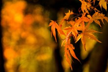 秋季枫叶唯美壁纸高清图片