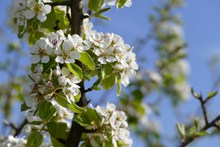 春天开放白色樱花高清图片