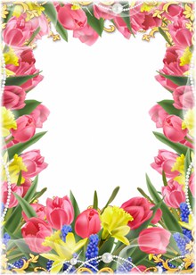 郁金香鲜花相框高清图
