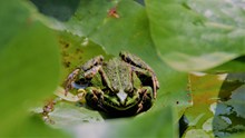 池塘绿青蛙图片素材