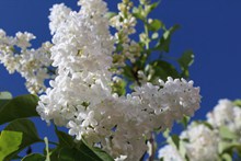 春天白色植物花朵图片大全