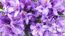 紫色杜鹃花摄影图片下载