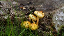 黄色小蘑菇图片