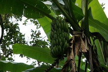 香蕉树绿色香蕉串图片大全