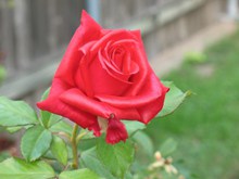一朵艳丽红玫瑰图片素材