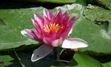 池塘睡莲花朵特写图片素材