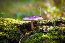 草地蘑菇唯美精美图片
