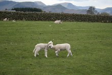 草原农场小羊羔高清图