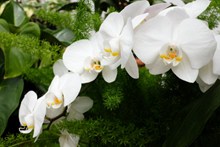 白色蝴蝶兰花朵高清图