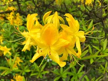 春天黄色花朵绽放精美图片