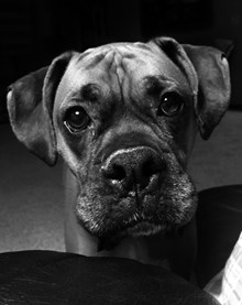 小狗肖像黑白高清图片