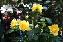 花园黄色玫瑰花图片素材