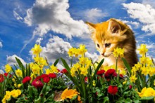 春天鲜花动物风景图片