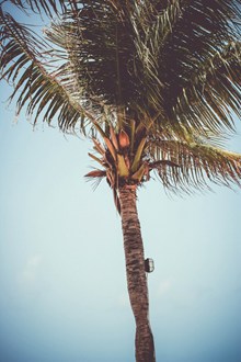富贵椰子树图片下载