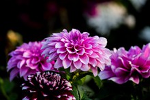 粉紫色高清花朵摄影图高清图片